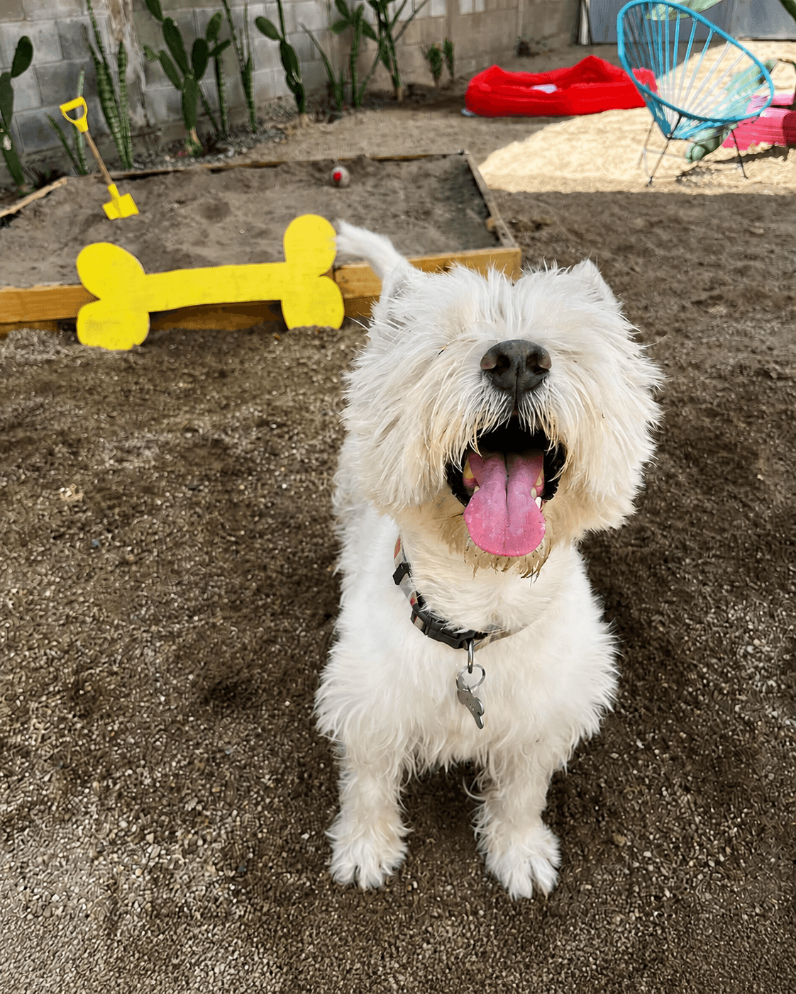 Perrito disfrutando el patio de Villa Canina