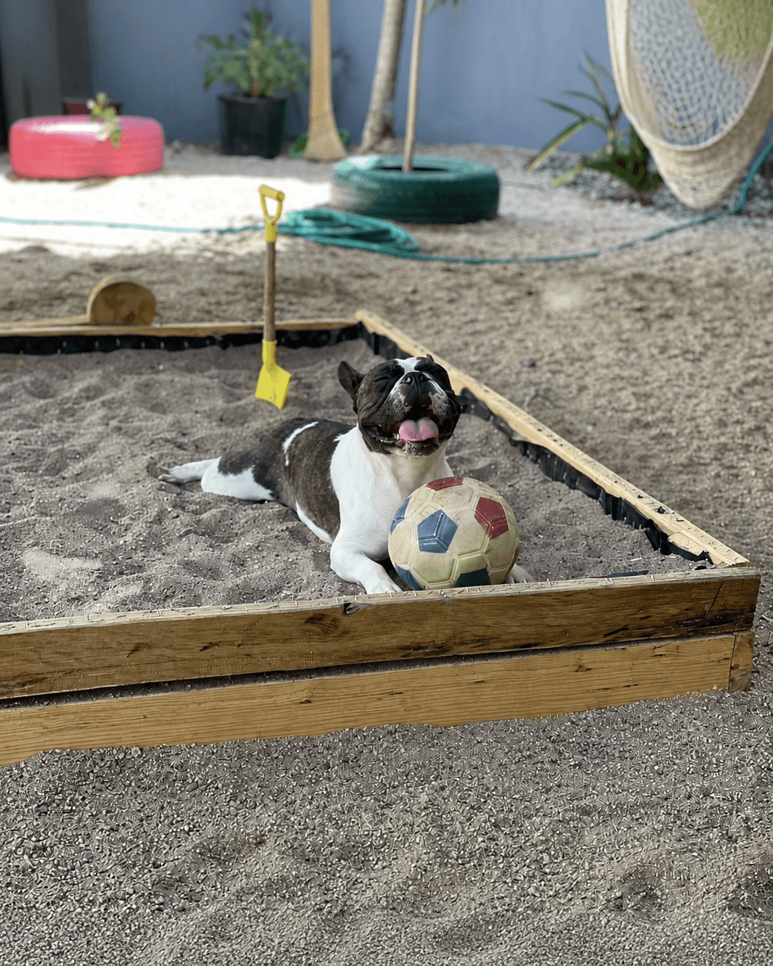 Perrito jugando con una pelota en Villa Canina