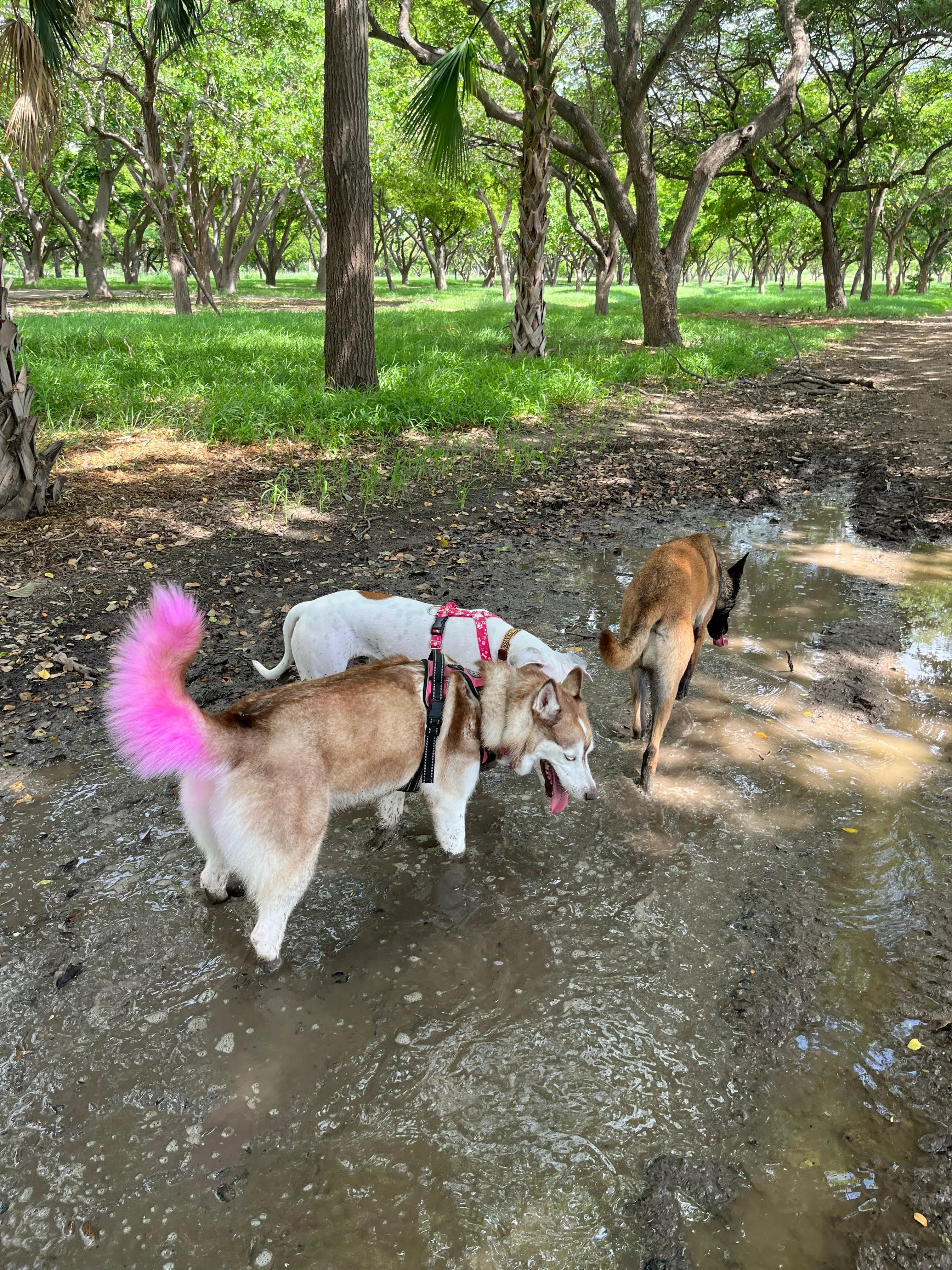 Perritos explorando juntos un parque arbolado